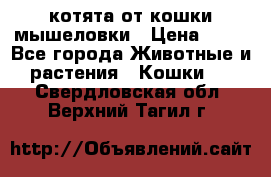 котята от кошки мышеловки › Цена ­ 10 - Все города Животные и растения » Кошки   . Свердловская обл.,Верхний Тагил г.